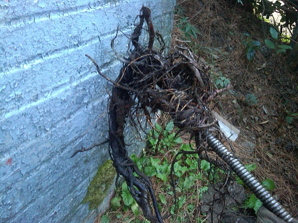 Our customer in Augusta, GA said the last plumber couldn't get the sewer unstopped, but we took care of the stoppage.